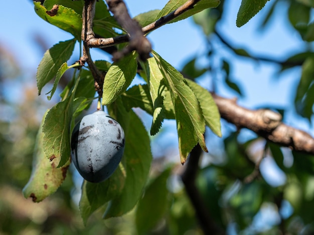 Photo low angle view of fruit growing on tree