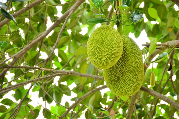 low angle view of fruit growing on tree