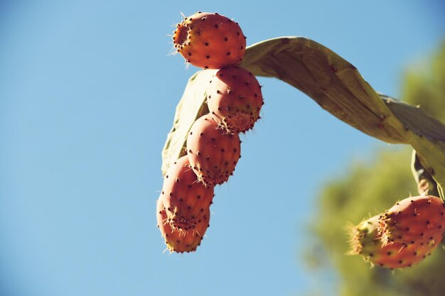 Low angle view of fruits growing on plant against sky