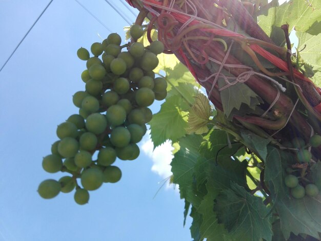 Low angle view of fruits growing on tree against sky