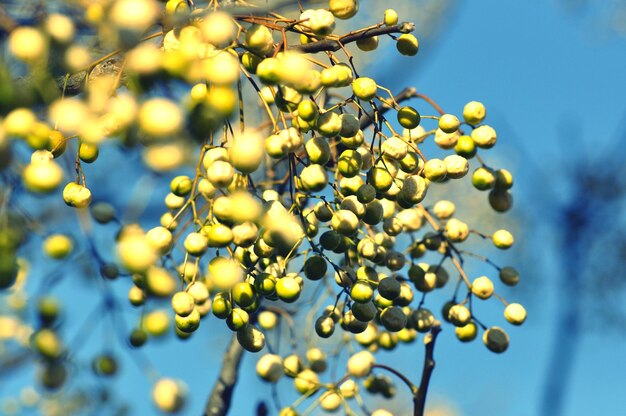 Low angle view of fruits growing on tree against sky