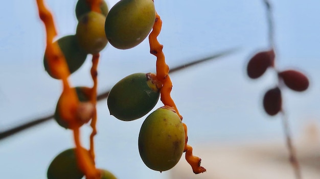 Foto vista a bassa angolazione dei frutti che crescono sull'albero contro il cielo