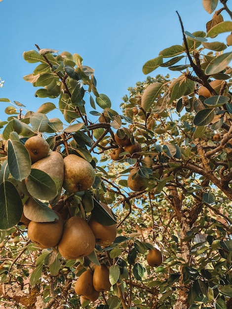 Foto vista a basso angolo dei frutti che crescono sull'albero contro il cielo