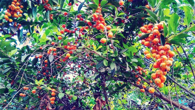 Low angle view of fruits growing on tree