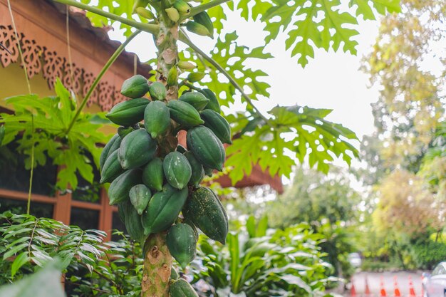 Photo low angle view of fruits growing on tree