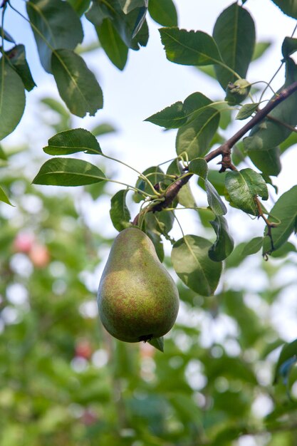 Foto vista ad angolo basso dei frutti che crescono sull'albero