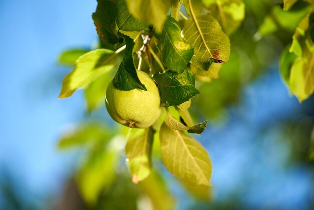 Foto vista a bassa angolazione dei frutti che crescono sull'albero