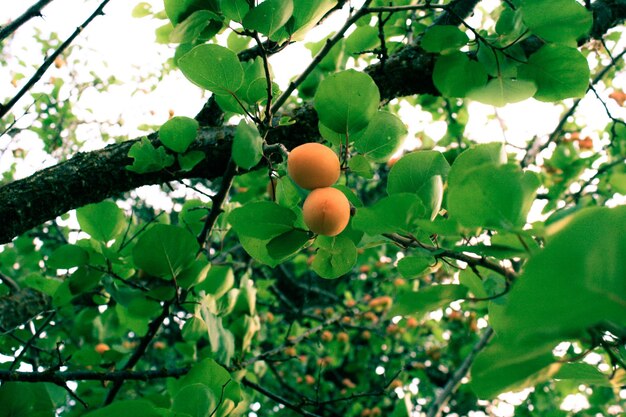 Low angle view of fruits growing on tree