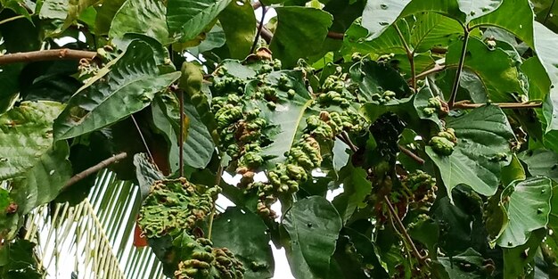 Low angle view of fruits growing on tree