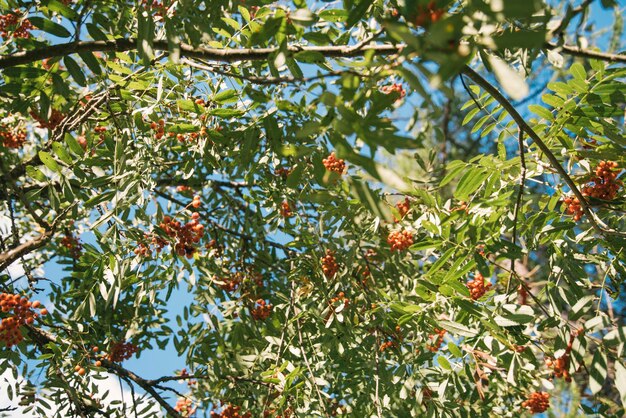 Foto vista ad angolo basso dei frutti che crescono sull'albero