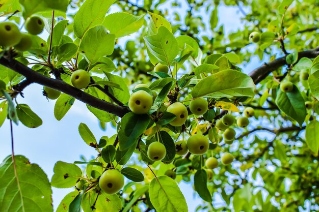 Foto vista ad angolo basso dei frutti che crescono sull'albero