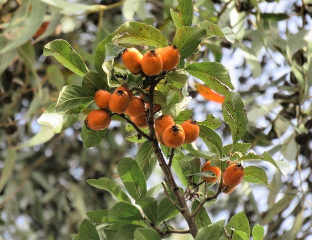 Vista ad angolo basso dei frutti che crescono sull'albero