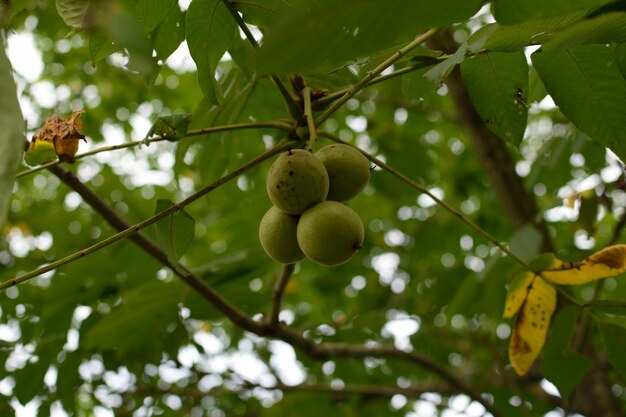 Foto vista a bassa angolazione dei frutti che crescono sull'albero