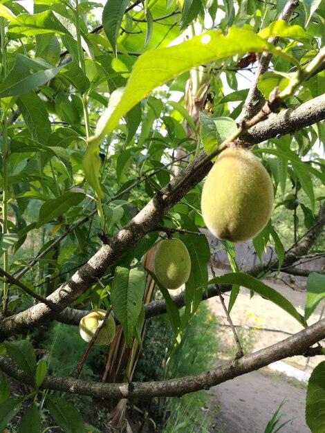 Low angle view of fruits growing on tree