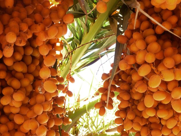 Low angle view of fruits hanging outdoors