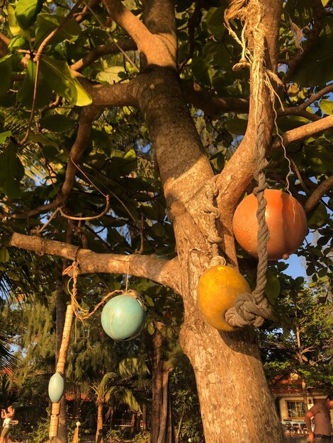 Vista a bassa angolazione dei frutti appesi all'albero