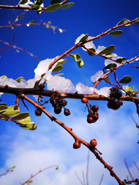 Low angle view of fruits on tree against sky