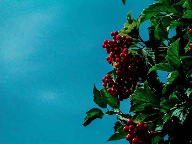 Low angle view of fruits on tree against sky