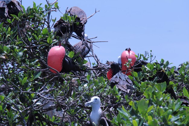 Low angle view of fruits on tree against sky