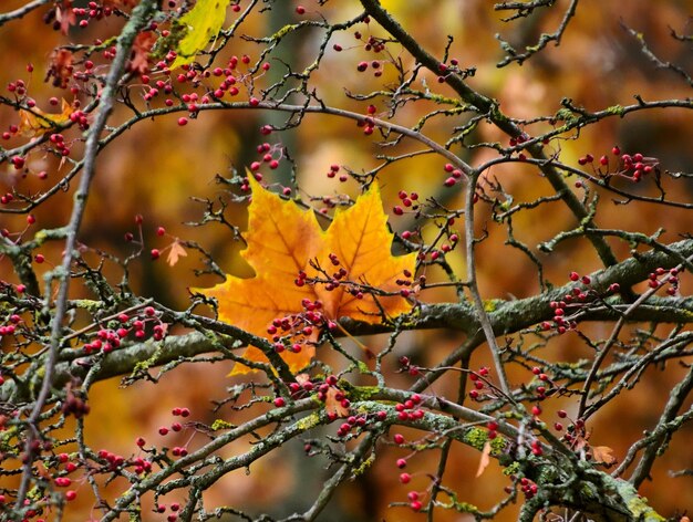 Low angle view of fruits on tree