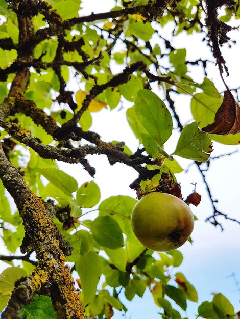 Foto vista a basso angolo dei frutti sull'albero