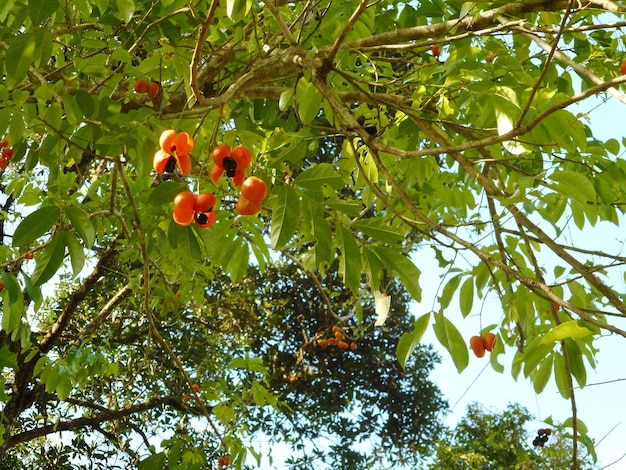 Foto vista a basso angolo dei frutti sull'albero