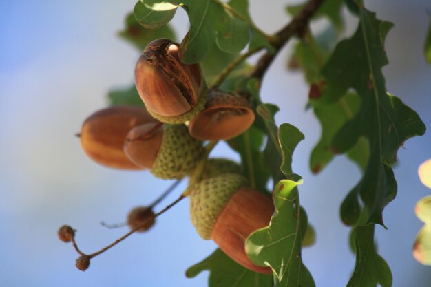 Low angle view of fruits on tree