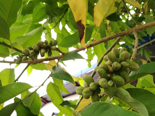 Low angle view of fruits on tree