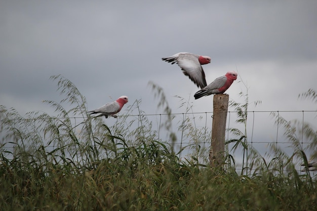 Photo low angle view of galahs  flying against sky