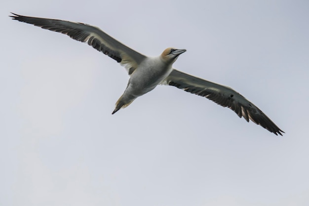 Photo low angle view of gannet flying against clear sky