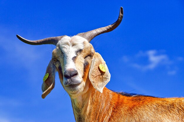 Low angle view of giraffe against blue sky