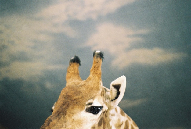 Low angle view of giraffe against cloudy sky