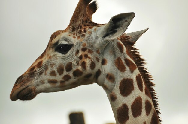 Low angle view of giraffe against sky