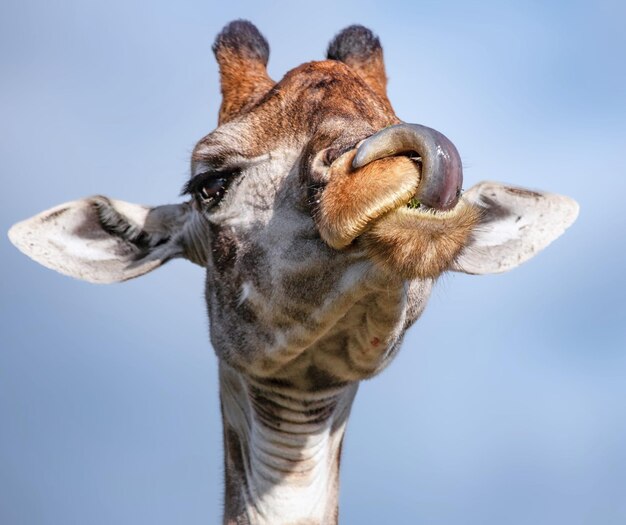 Photo low angle view of giraffe against sky