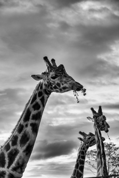 Low angle view of giraffe against sky