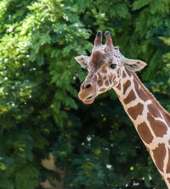 Low angle view of giraffe against trees