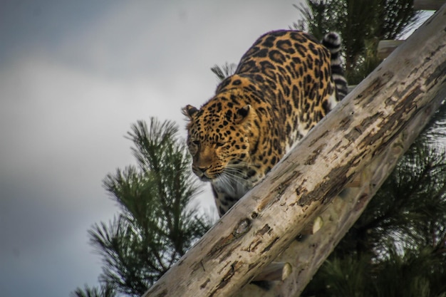 Low angle view of giraffe on tree