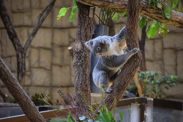 動物園のジラフの低角度の写真