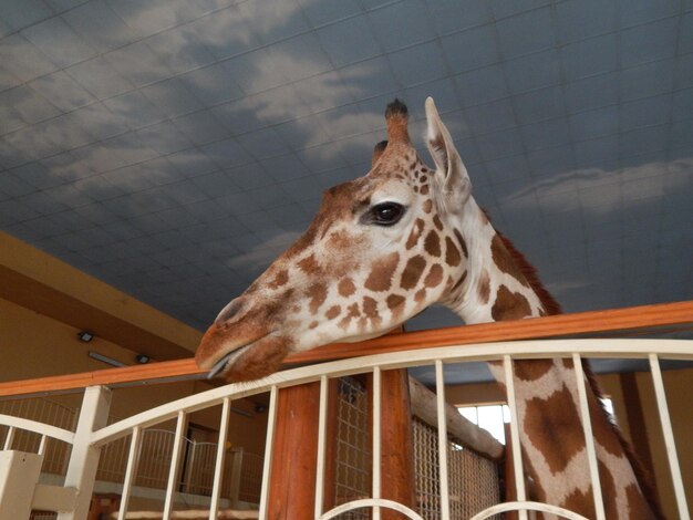 Foto vista a basso angolo della giraffa nello zoo