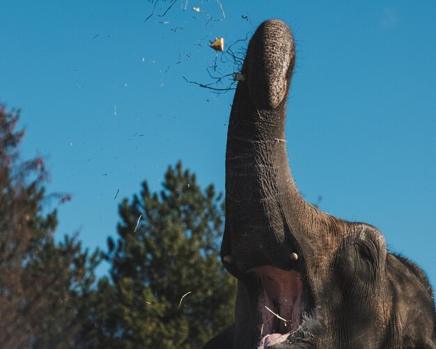 Photo low angle view of giraffe