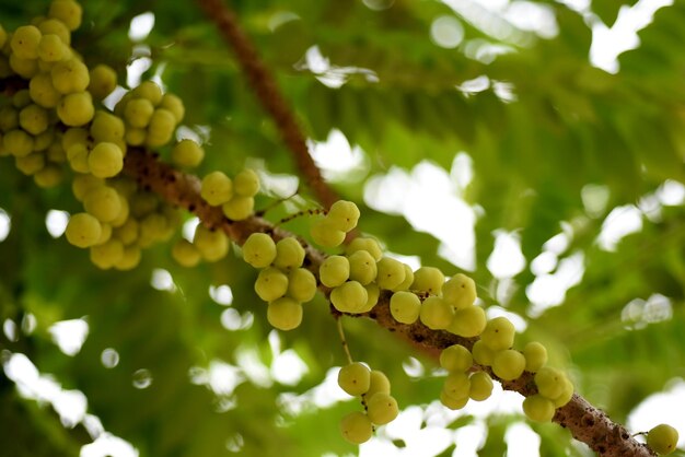 Low angle view of grapes growing on tree