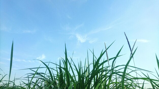 Low angle view of grass against blue sky