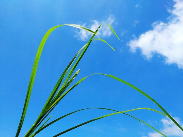 Foto vista a basso angolo dell'erba contro il cielo blu