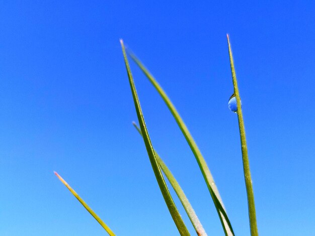 Low angle view of grass against blue sky