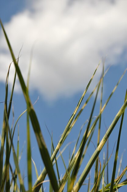 Low angle view of grass against sky