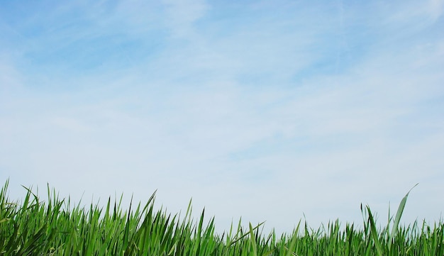 Low angle view of grass on field against cloudy sky