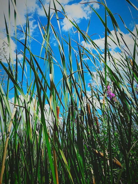 Low angle view of grass growing against sky