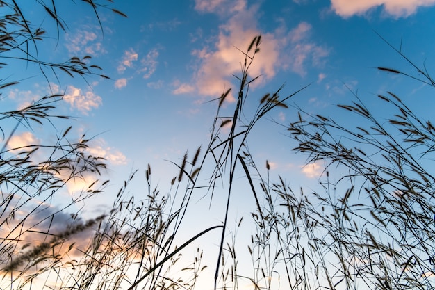 Low angle view of grass with cloudy sky