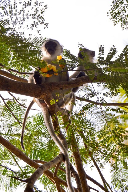 Photo low angle view of gray langurs eating fruit on branch