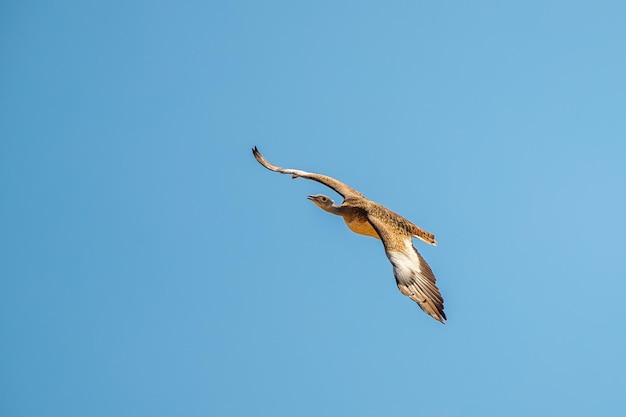 low angle view of great bustard flying against clear blue sky